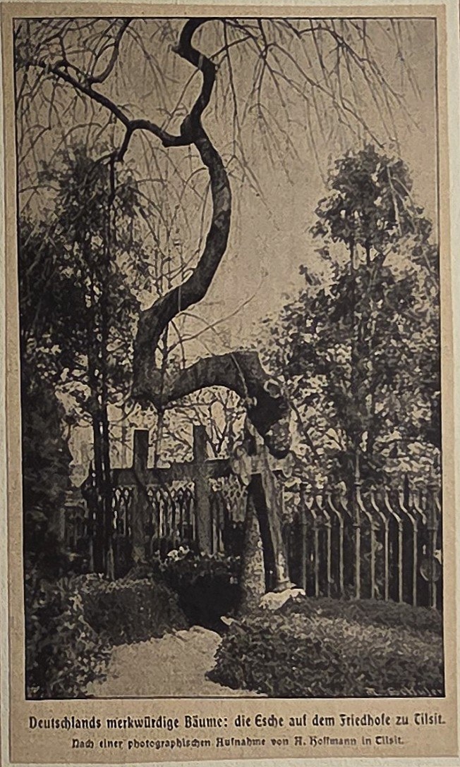 Verwachsener Gartenbaum hinter Lattenzaun