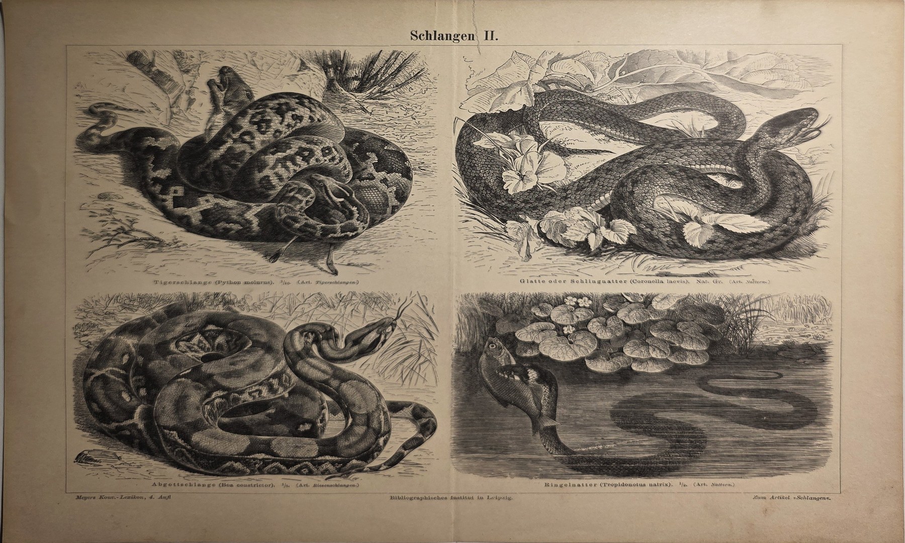 Historische Landschaftsdarstellung – Naturkundliche Tafel mit Schlangen