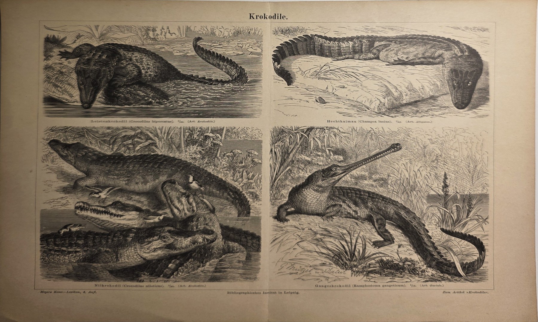 Naturkundliche Tafel mit Echsen und Amphibien