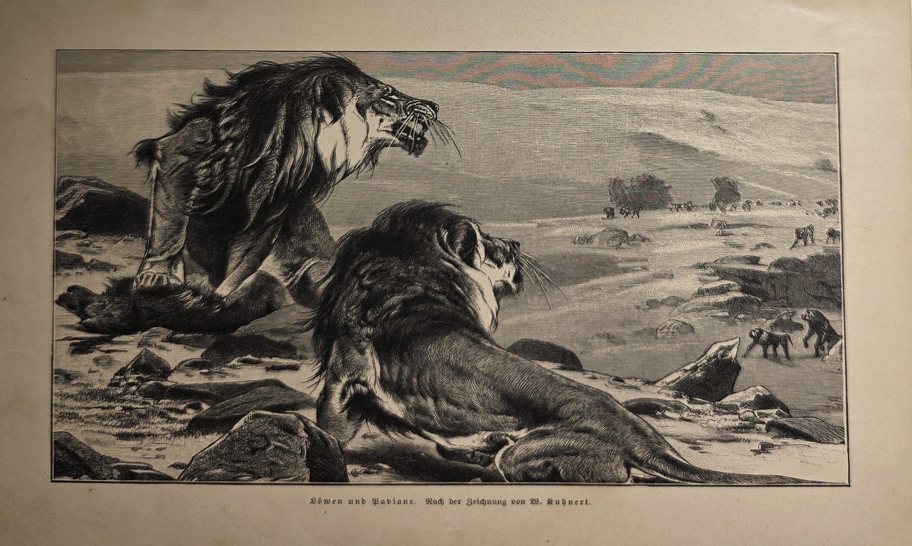 Löwen in weiter Landschaft