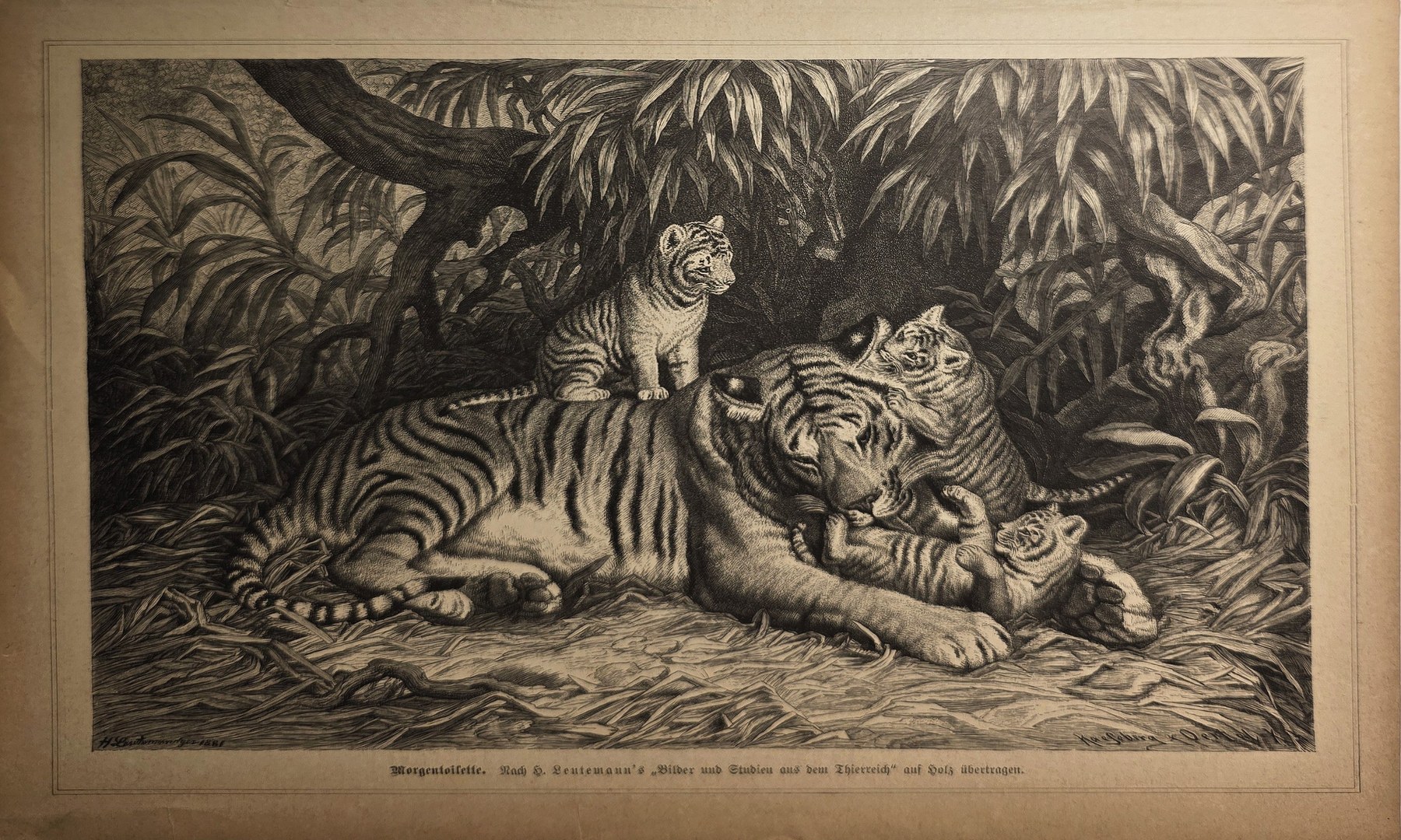 Ruhende Tigerfamilie im dichten Bewuchs