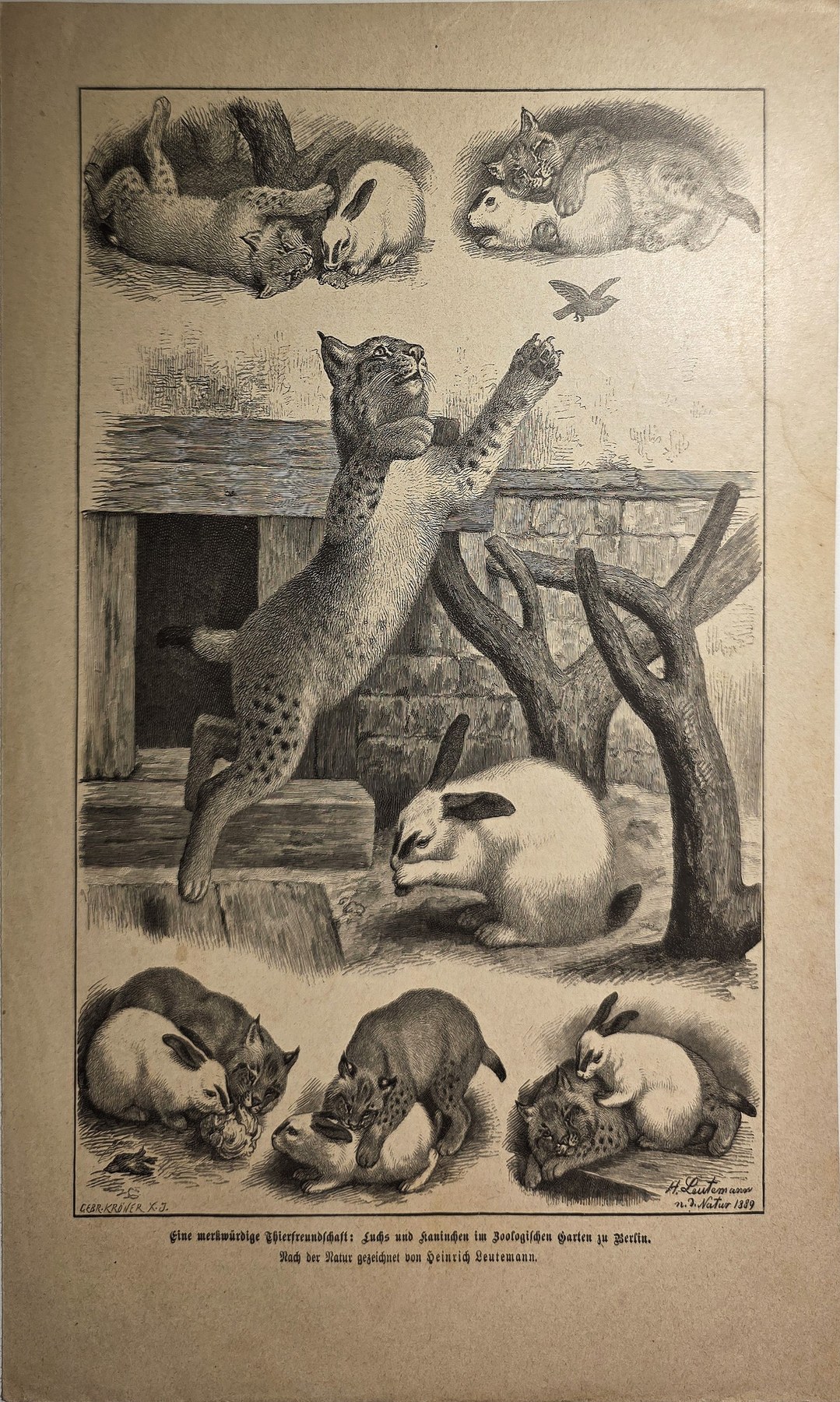 Tierstudien mit Katzen und Kleintieren