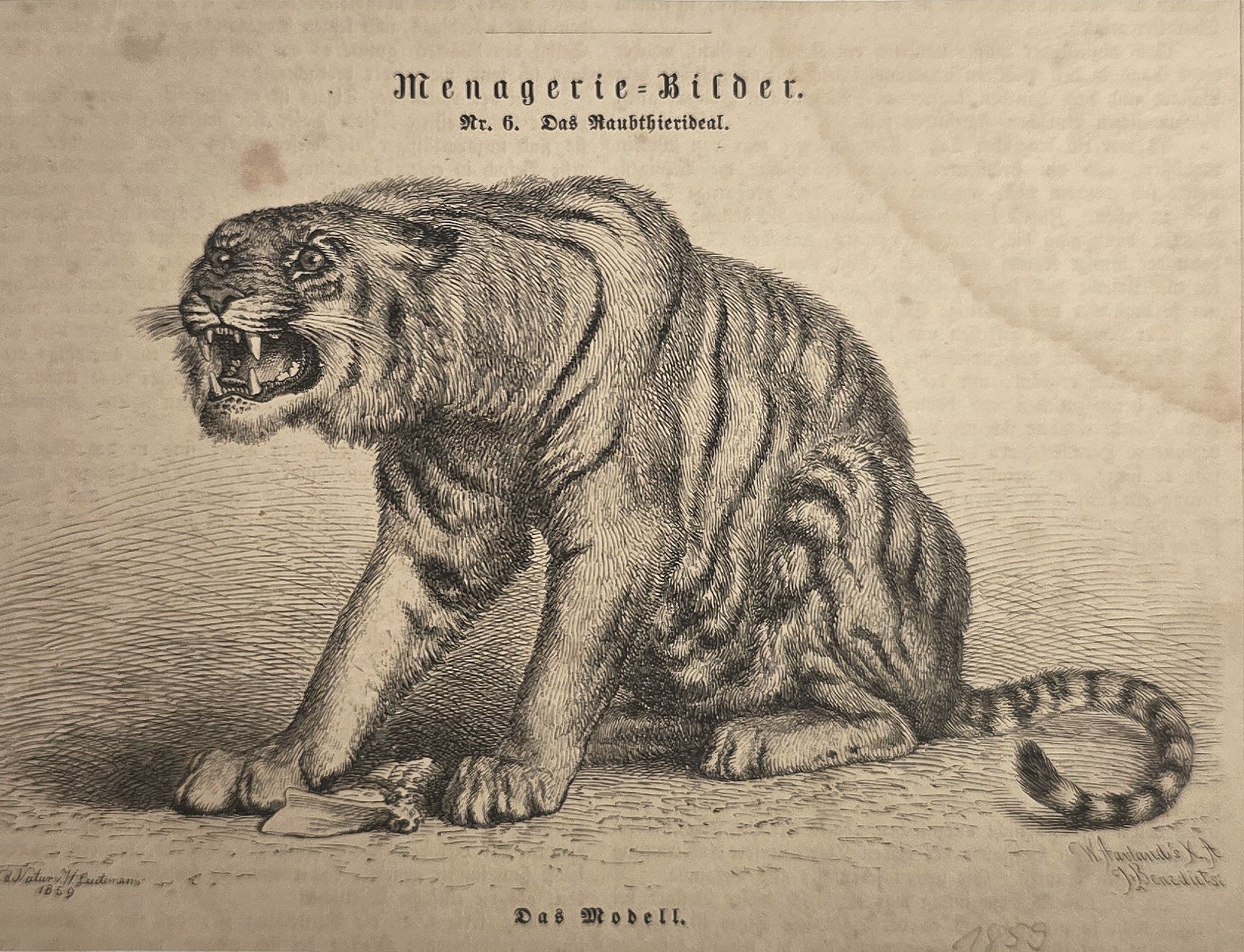 Tiger in Seitenansicht