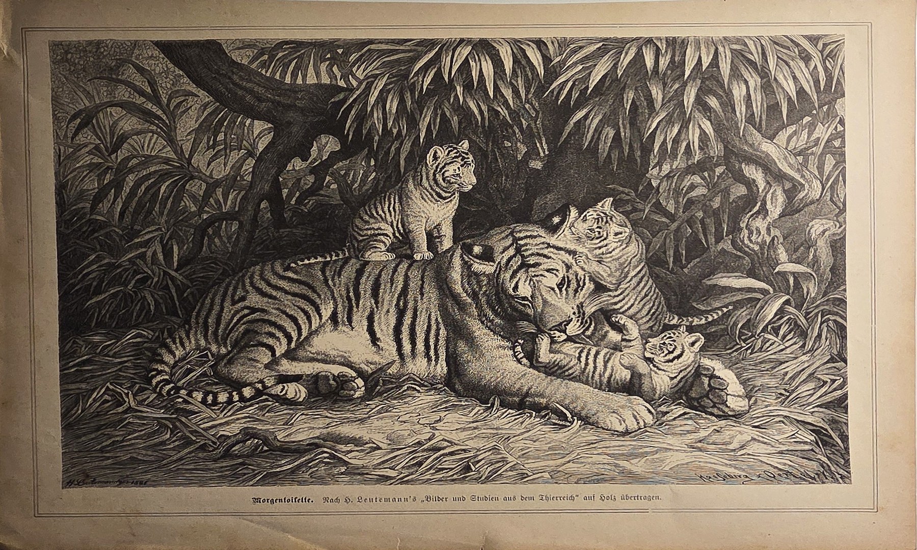 Historische Darstellung – Tigerpaar im dichten Dschungel