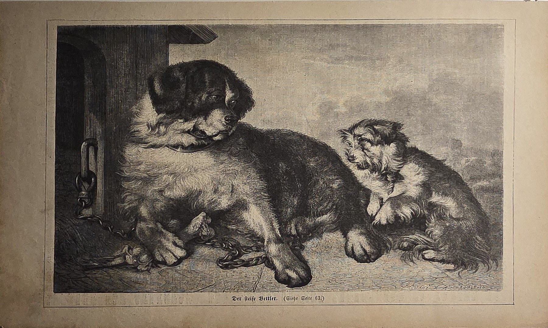 Zwei ruhende Raubkatzen