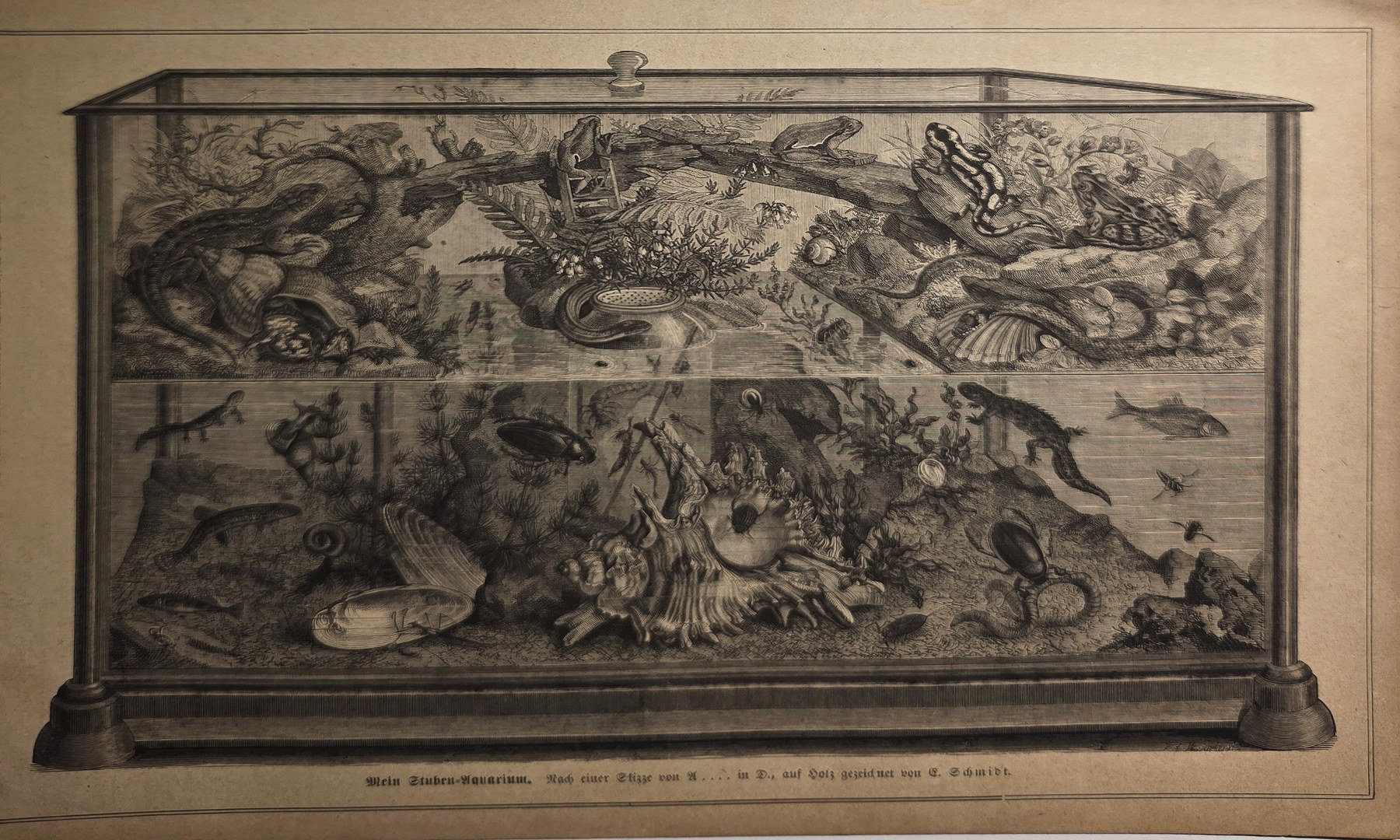 Historische Darstellung – Schaustück mit zahlreichen Tierpräparaten