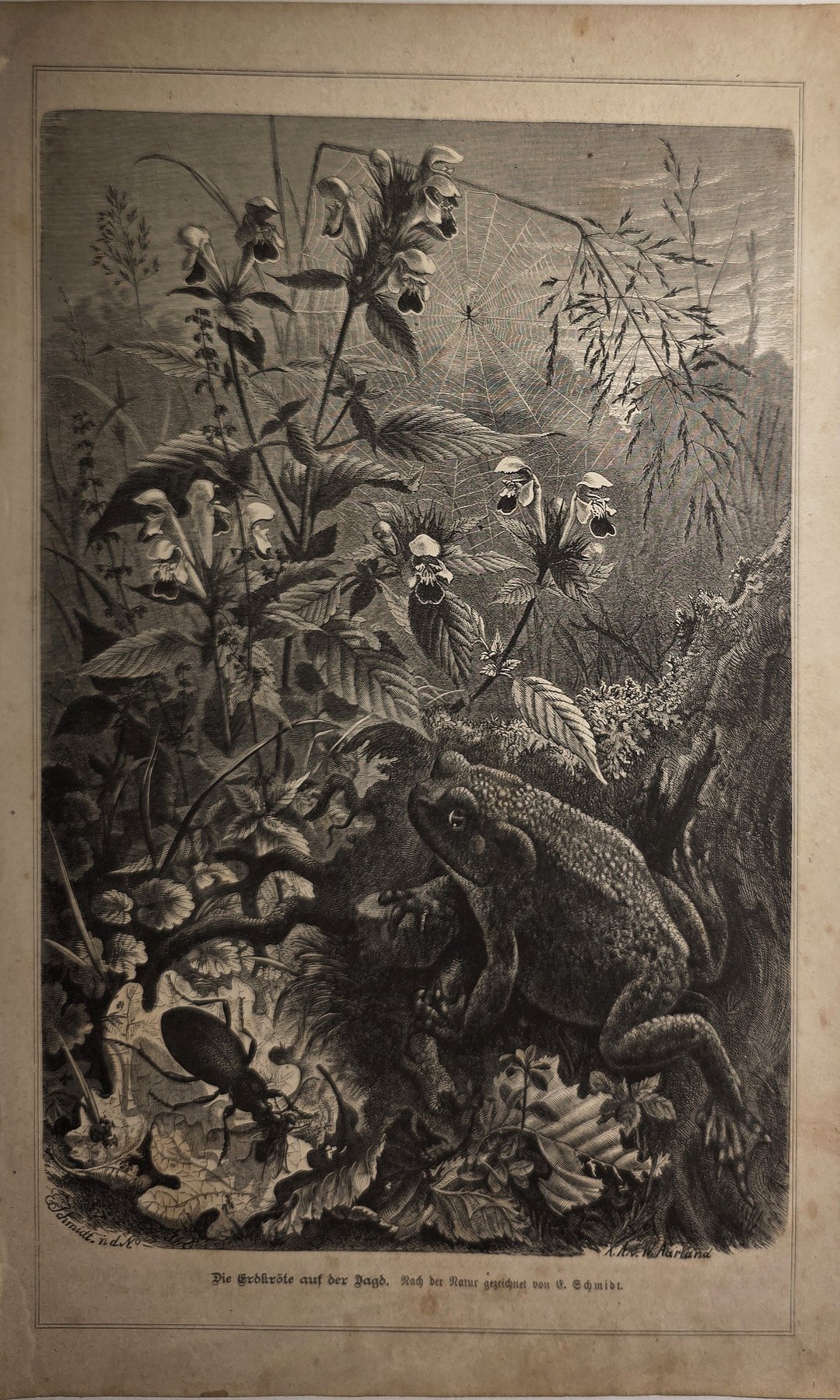 Historische Darstellung – Wildtiere zwischen Farnen und dichter Vegetation
