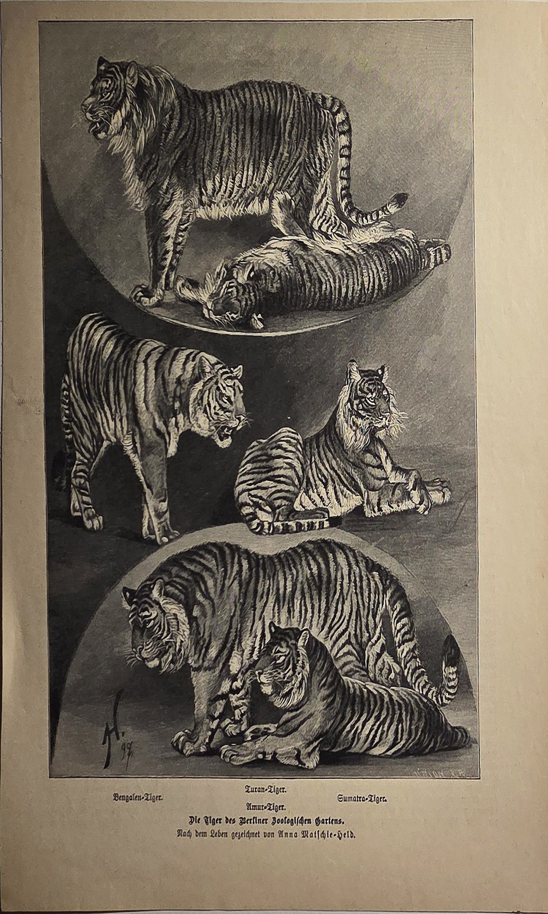 Vier Tigerstudien in verschiedenen Haltungen