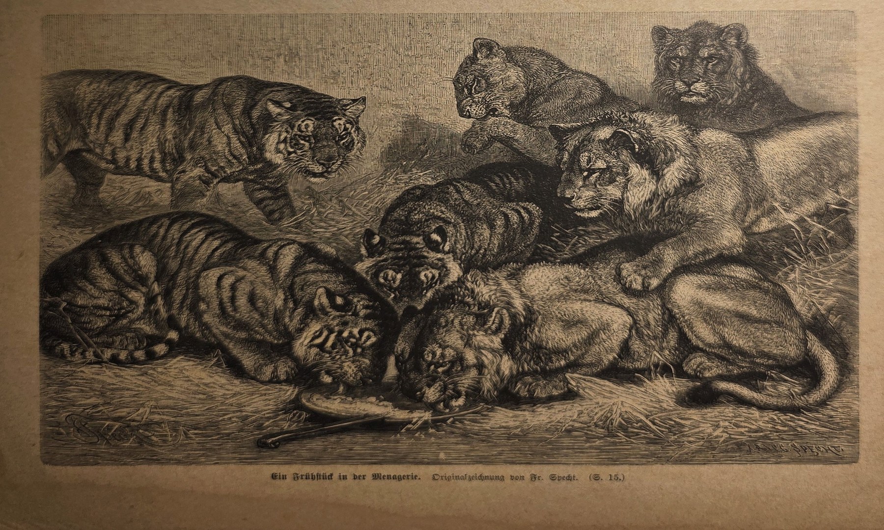 Ruhende Raubkatzen mit Jungtieren