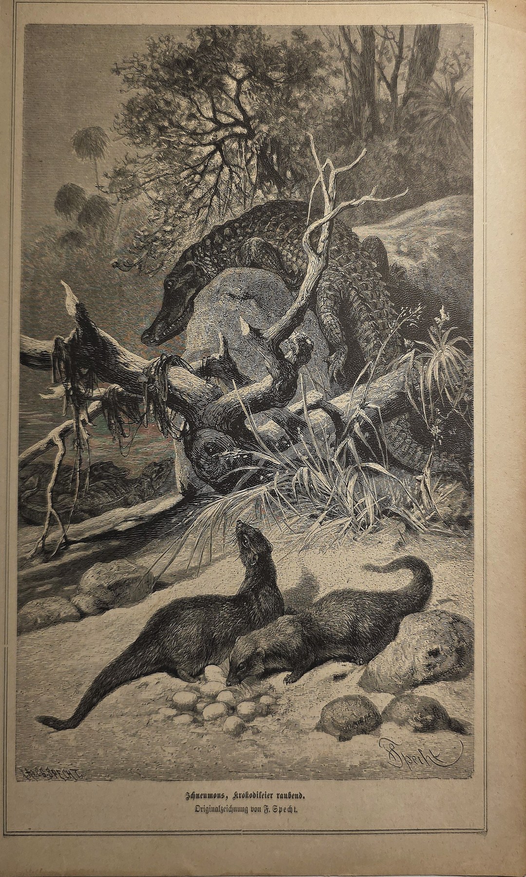 Wildtiere am Ufer zwischen Felsen und Bäumen