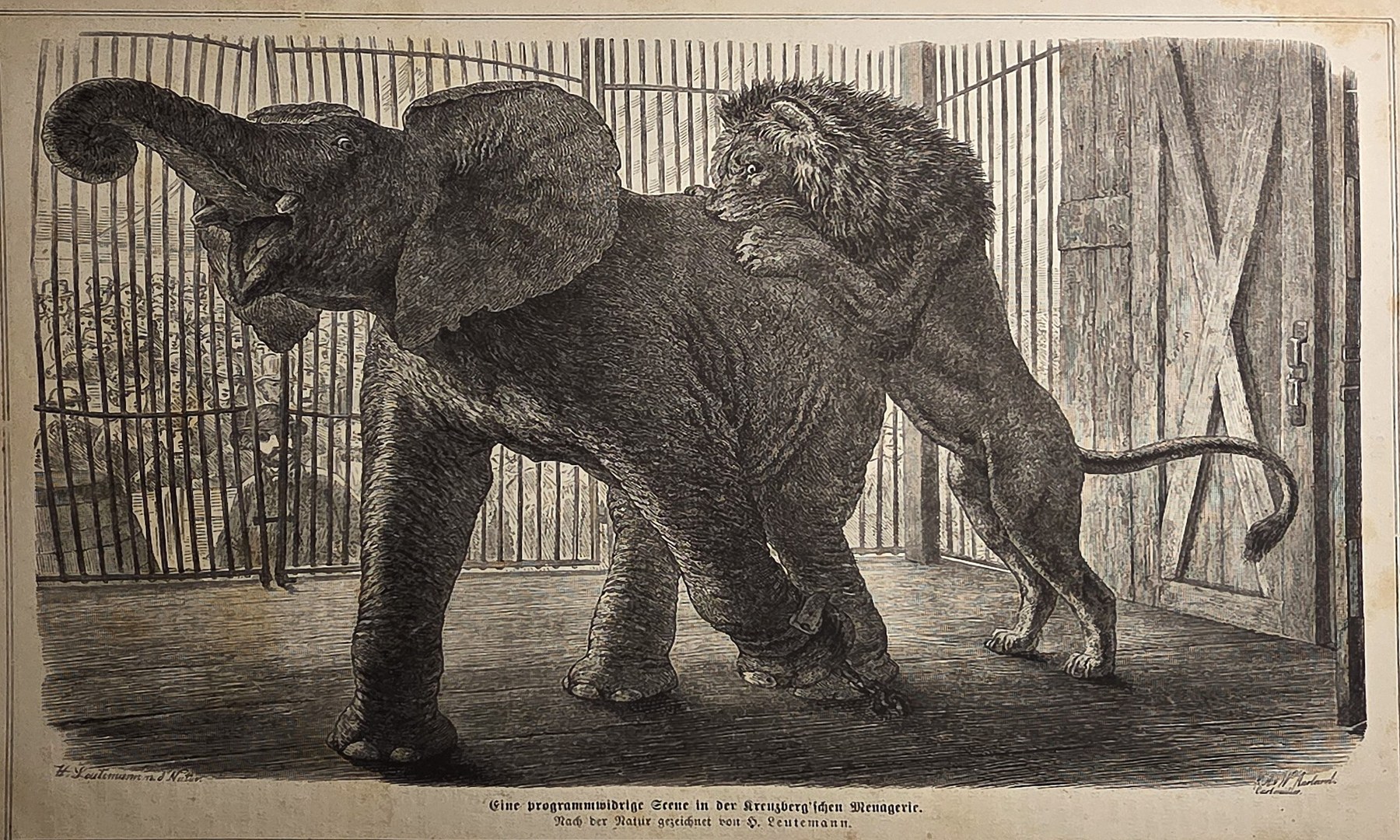 Historische Darstellung – Elefant in seitlicher Ganzfigur