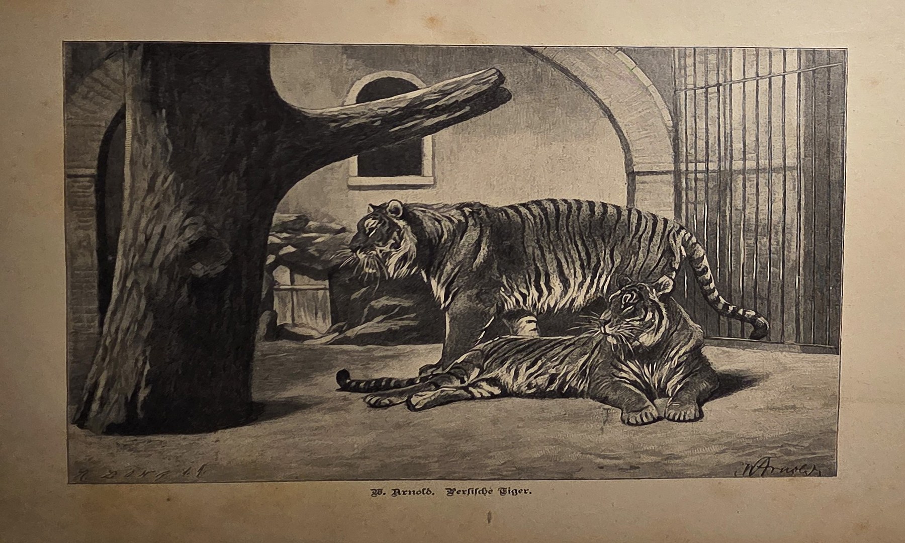 Historische Darstellung – Großkatze im vergitterten Gehege