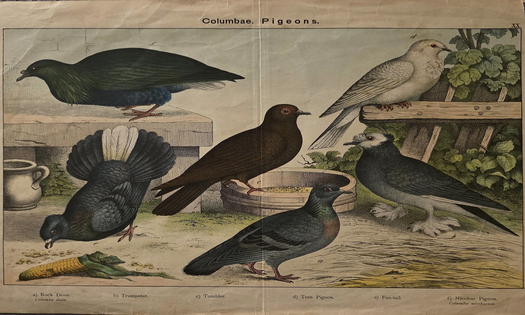 Historische Tiergrafik mit verschiedenen Tauben