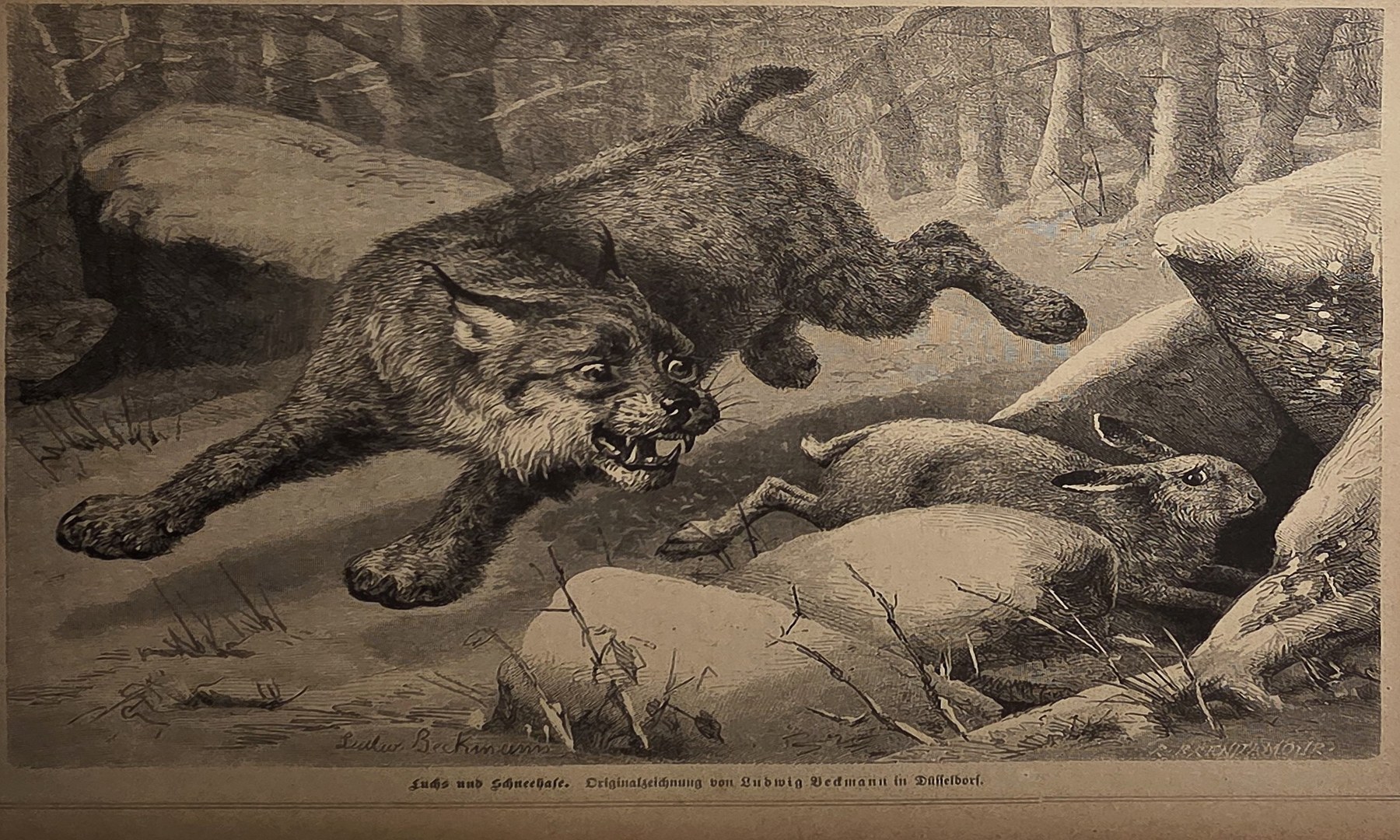 Historische Darstellung – Springende Wildkatze auf felsigem Untergrund