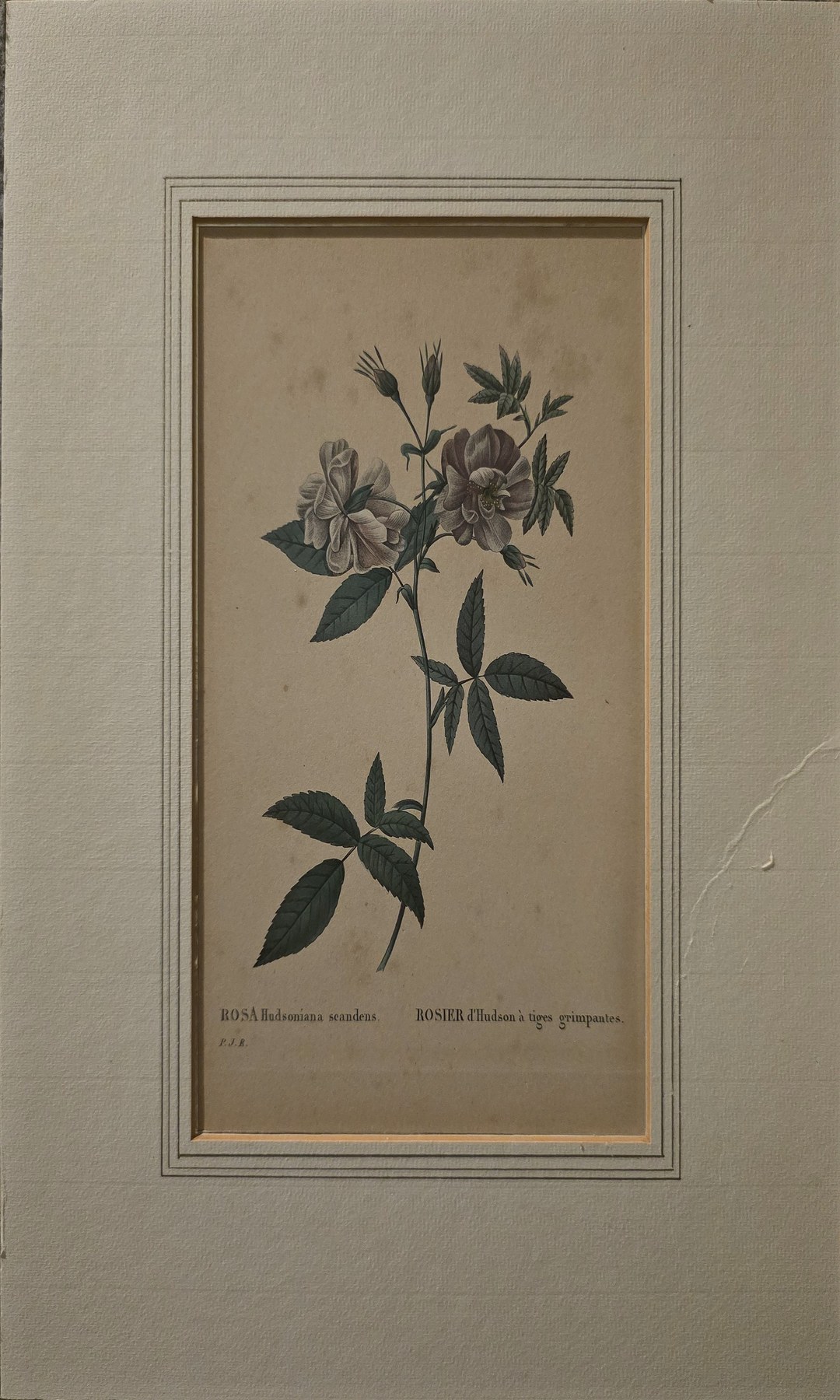 Historische Darstellung – Botanische historische Grafik mit blühendem Zweig