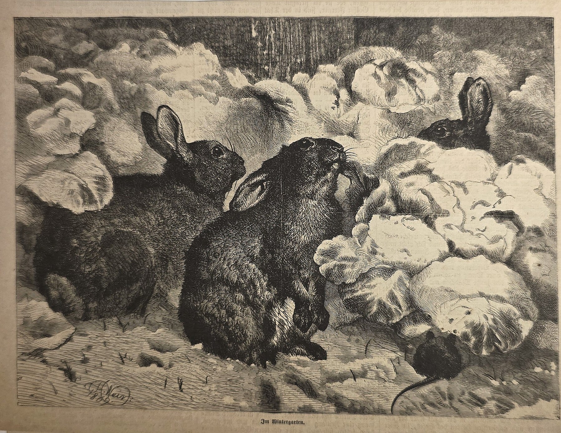 Hasen zwischen Felsen