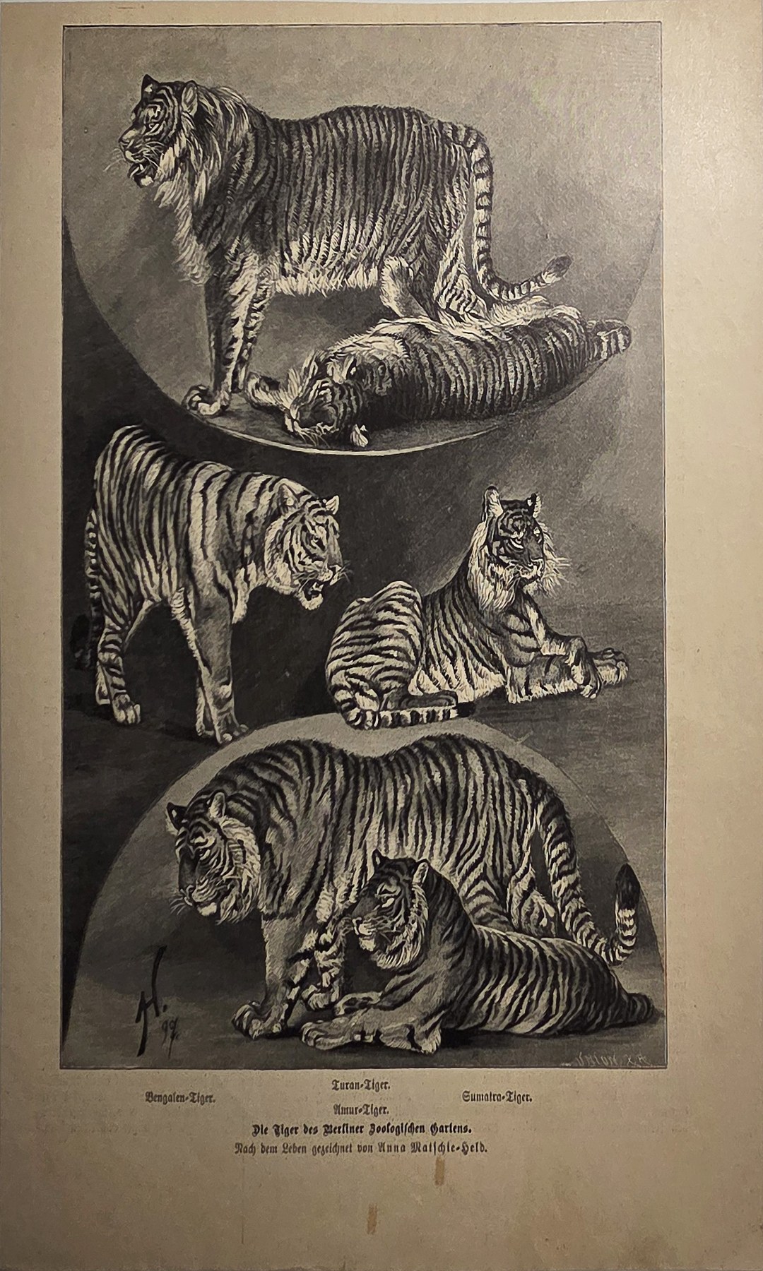 Studienblatt mit mehreren Großkatzen