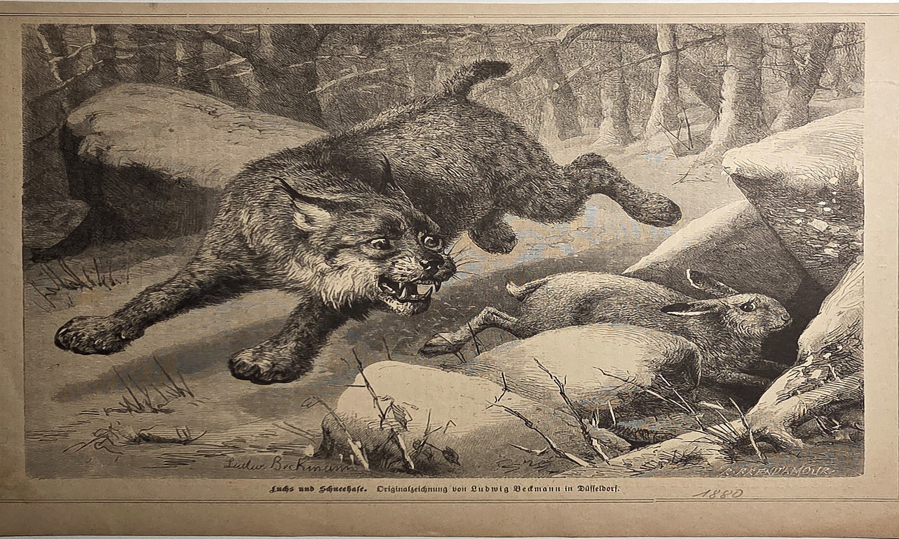 Wildkatze im Sprung über felsiges Gelände