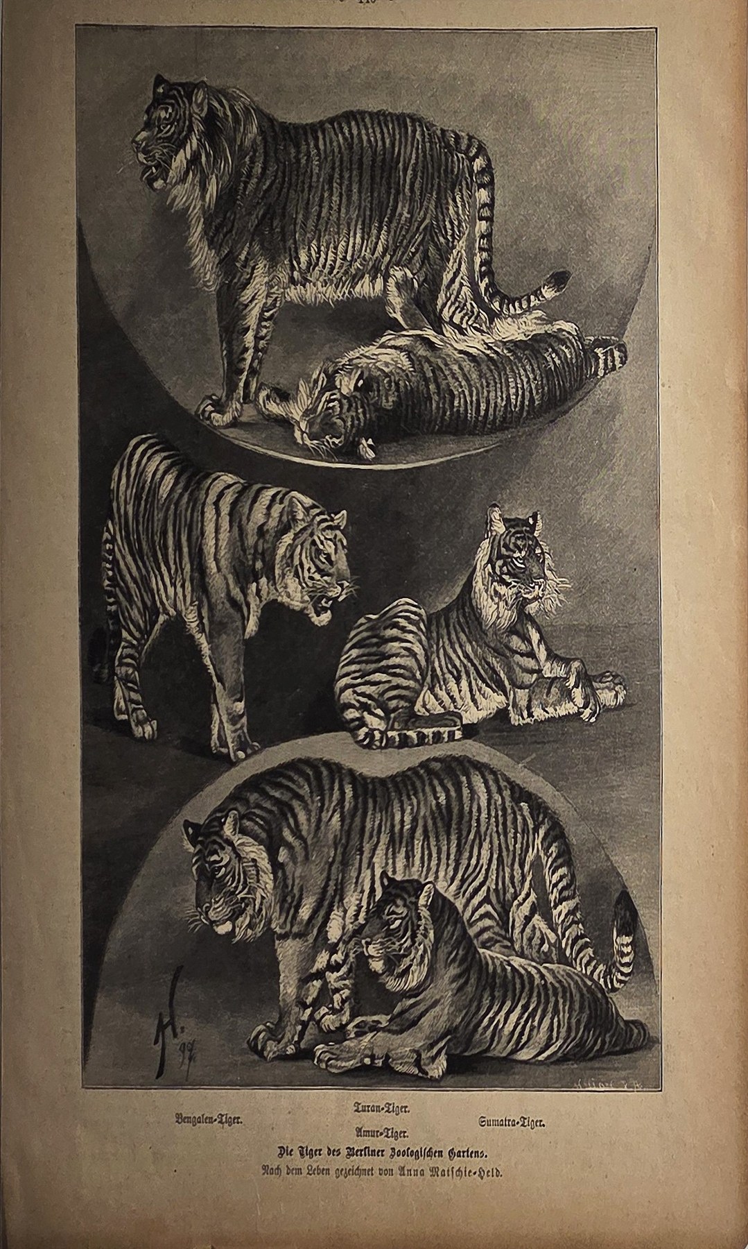 Tigerstudien mit Muttertier und Jungem