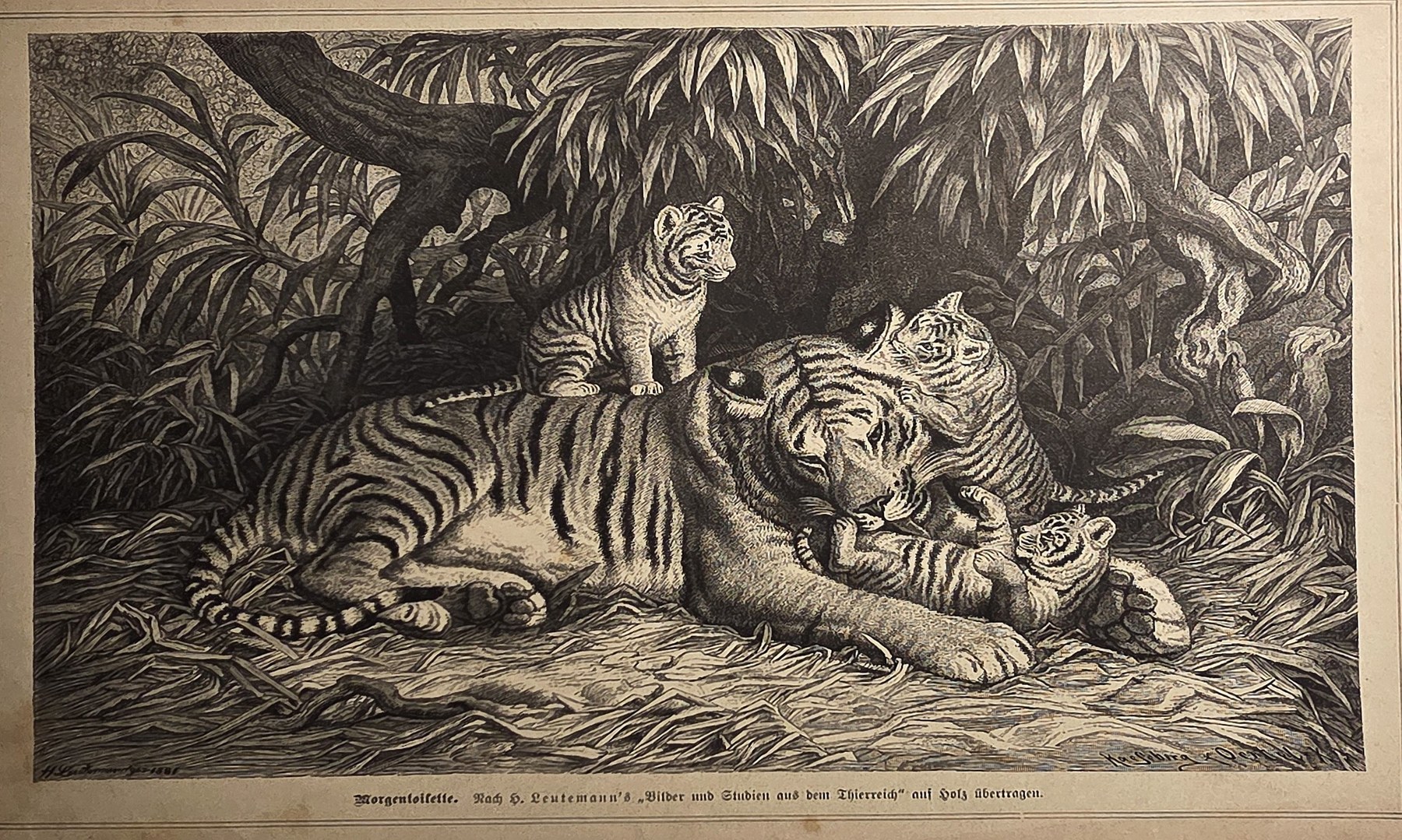 Großkatze mit zwei Jungtieren im Dickicht