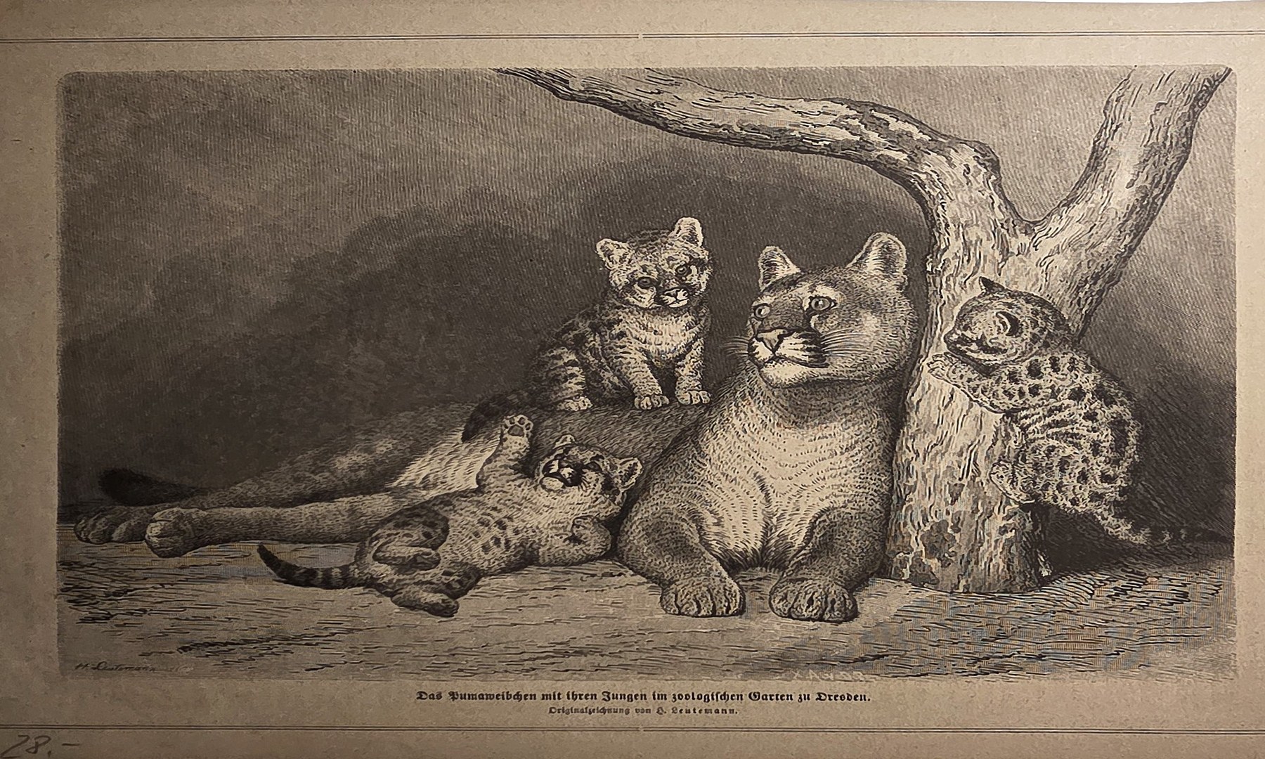Ruhende Raubkatze mit mehreren Jungtieren