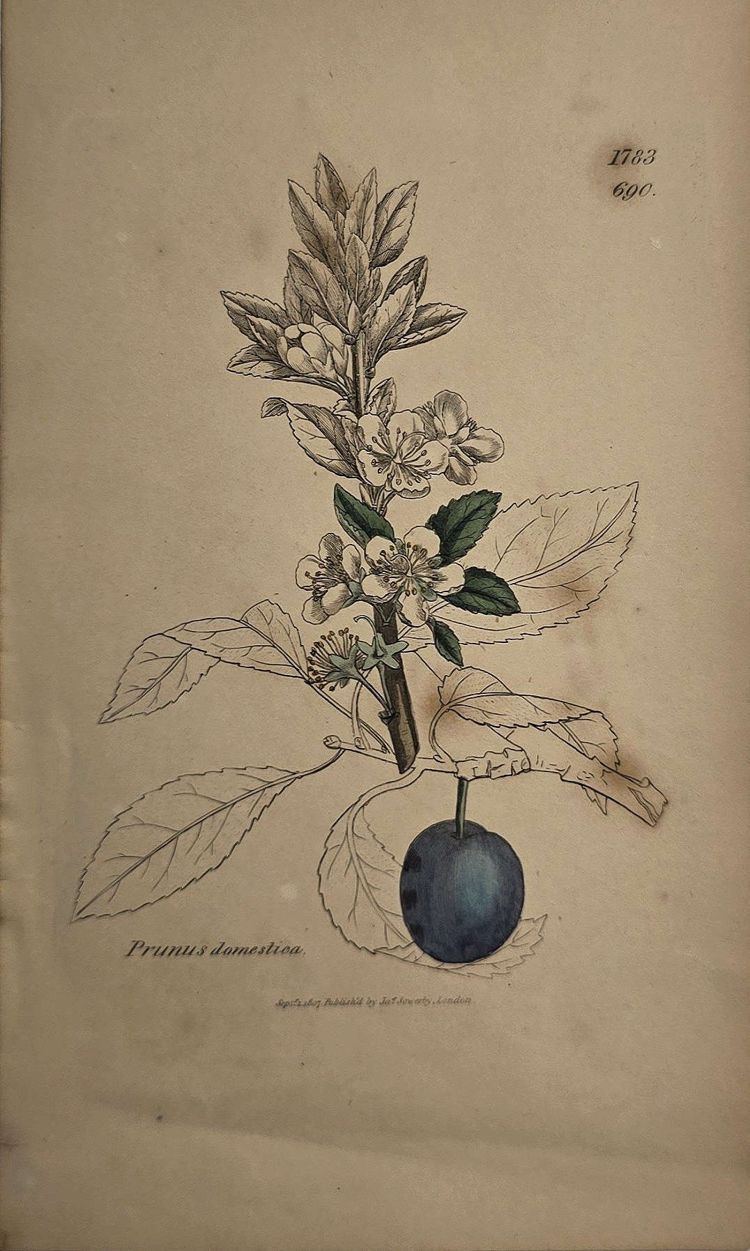 Botanische mit Fruchtzweig und Blättern