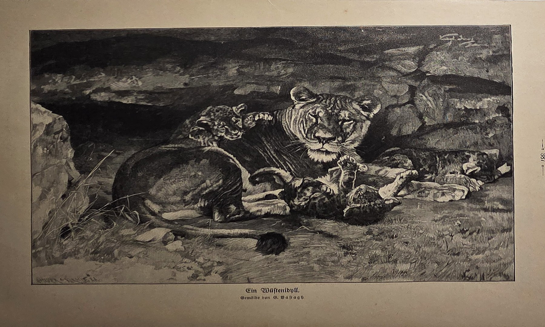 Ruhende Großkatzen in felsiger Landschaft