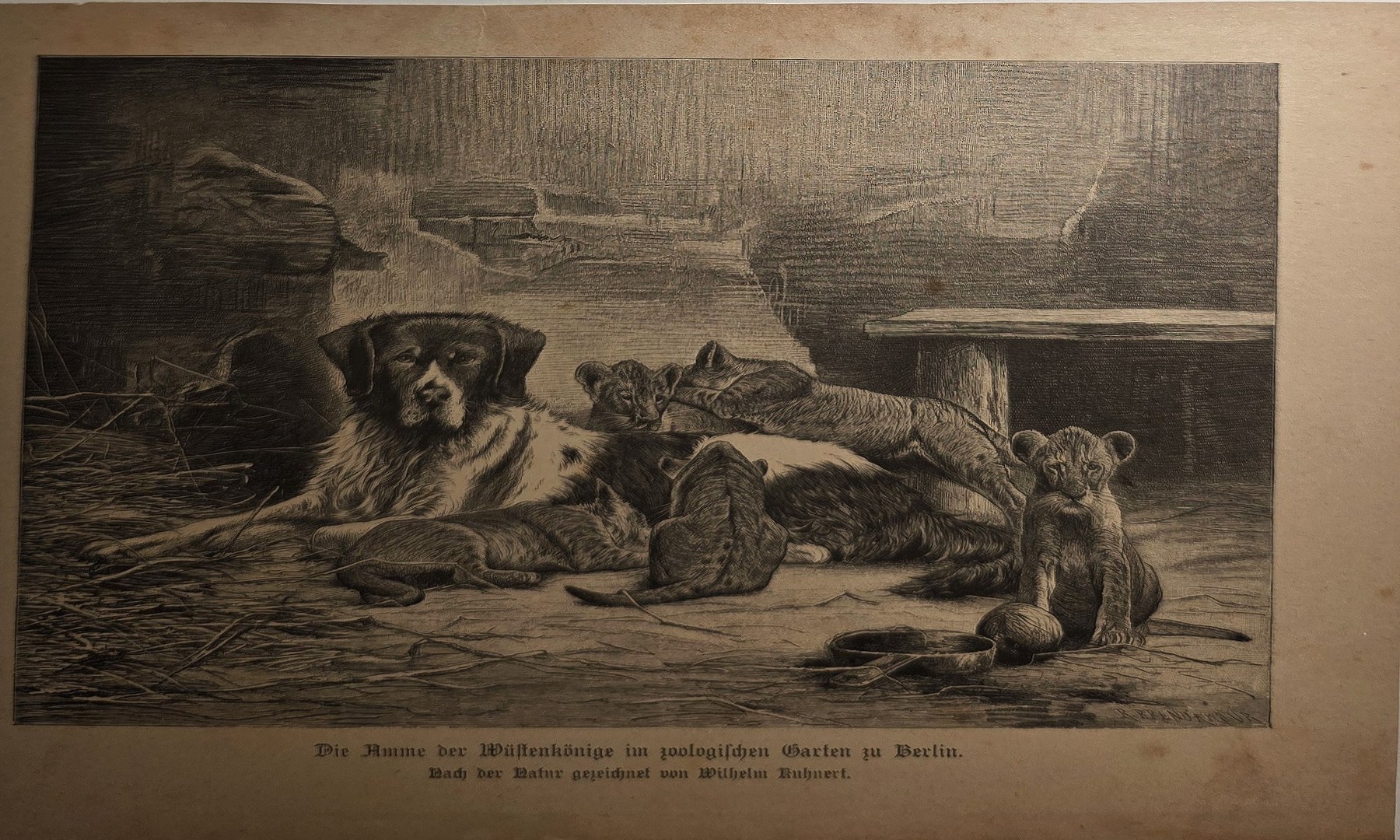 Ruhende Hunde und Katze in einem Innenraum