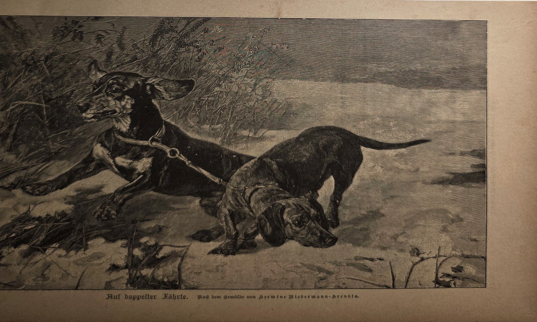 Historische Darstellung – Zwei Jagdhunde in bewegter Auseinandersetzung