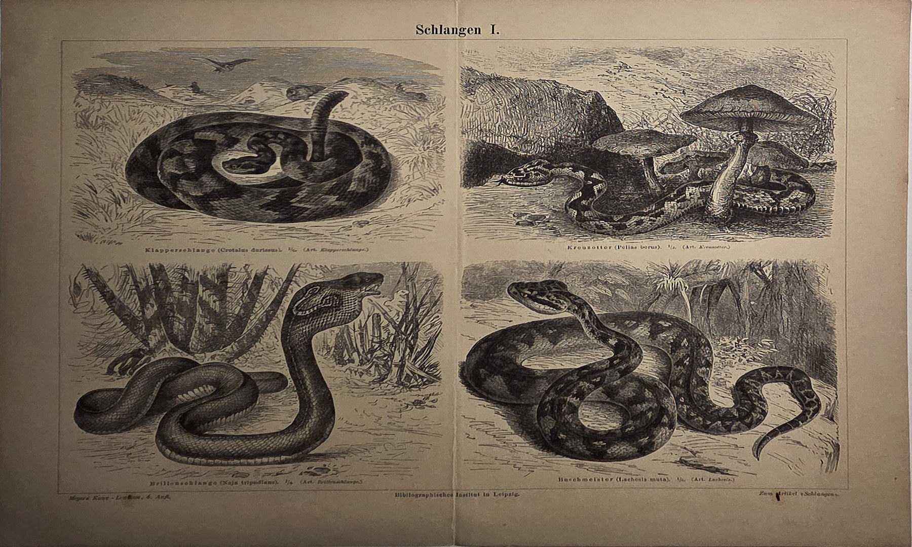 Naturkundliches Blatt mit verschiedenen Schlangen