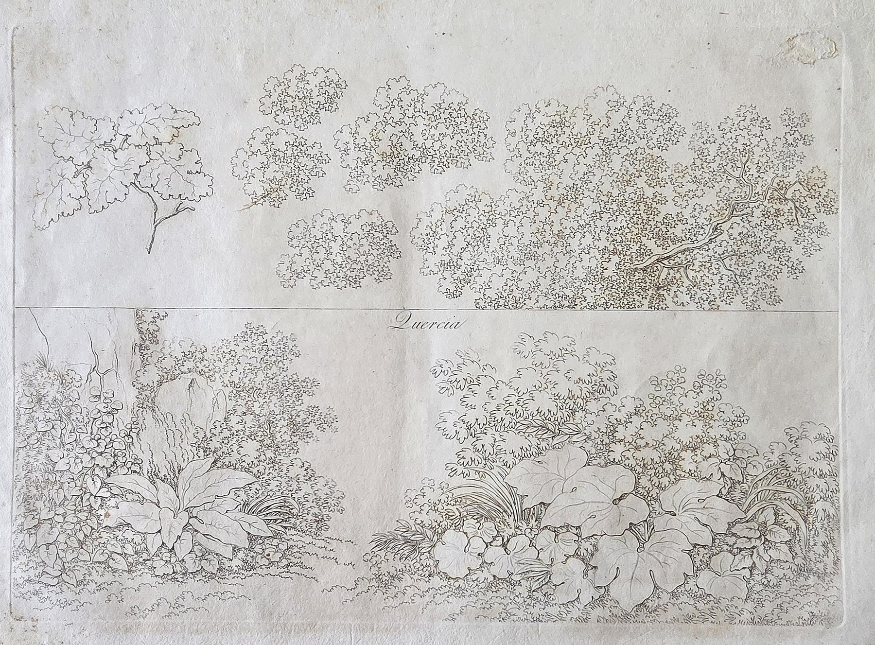 Baum- und Felsstudien auf einem Blatt