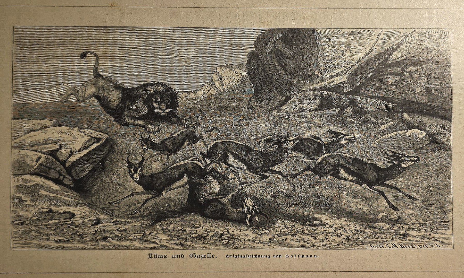 Vögel und Kleintiere an einem felsigen Ufer