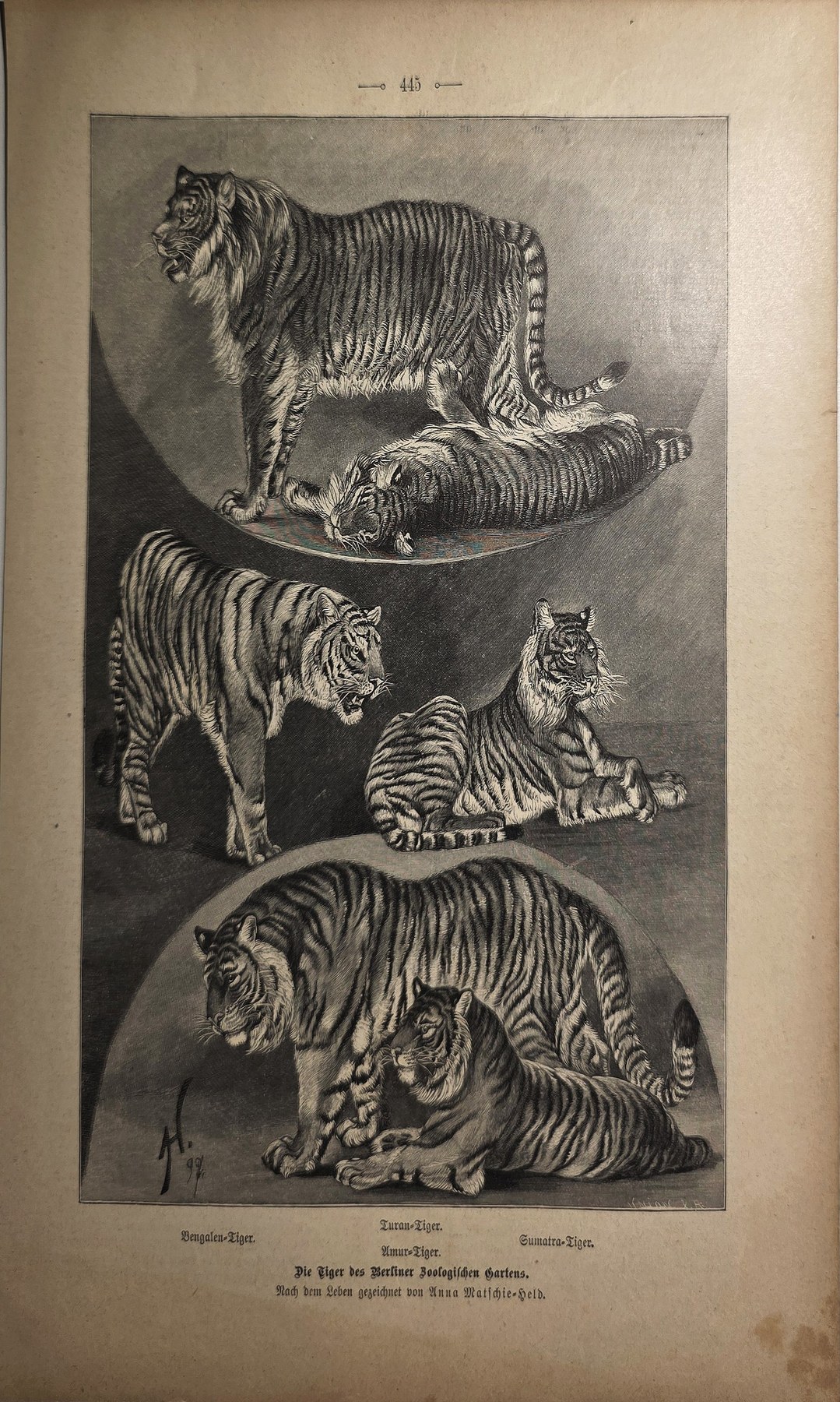 Historische Darstellung – Studientafel mit mehreren Tigerdarstellungen