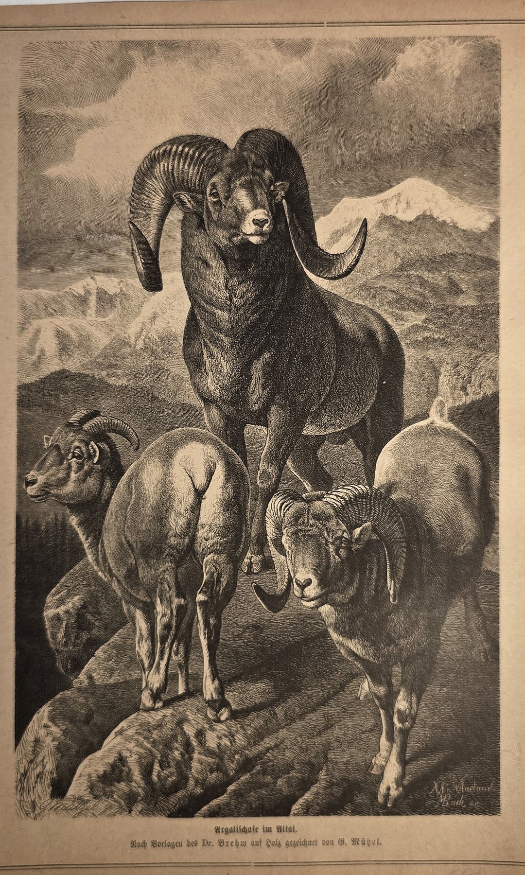 Historische Darstellung – Elefant mit Jungtier