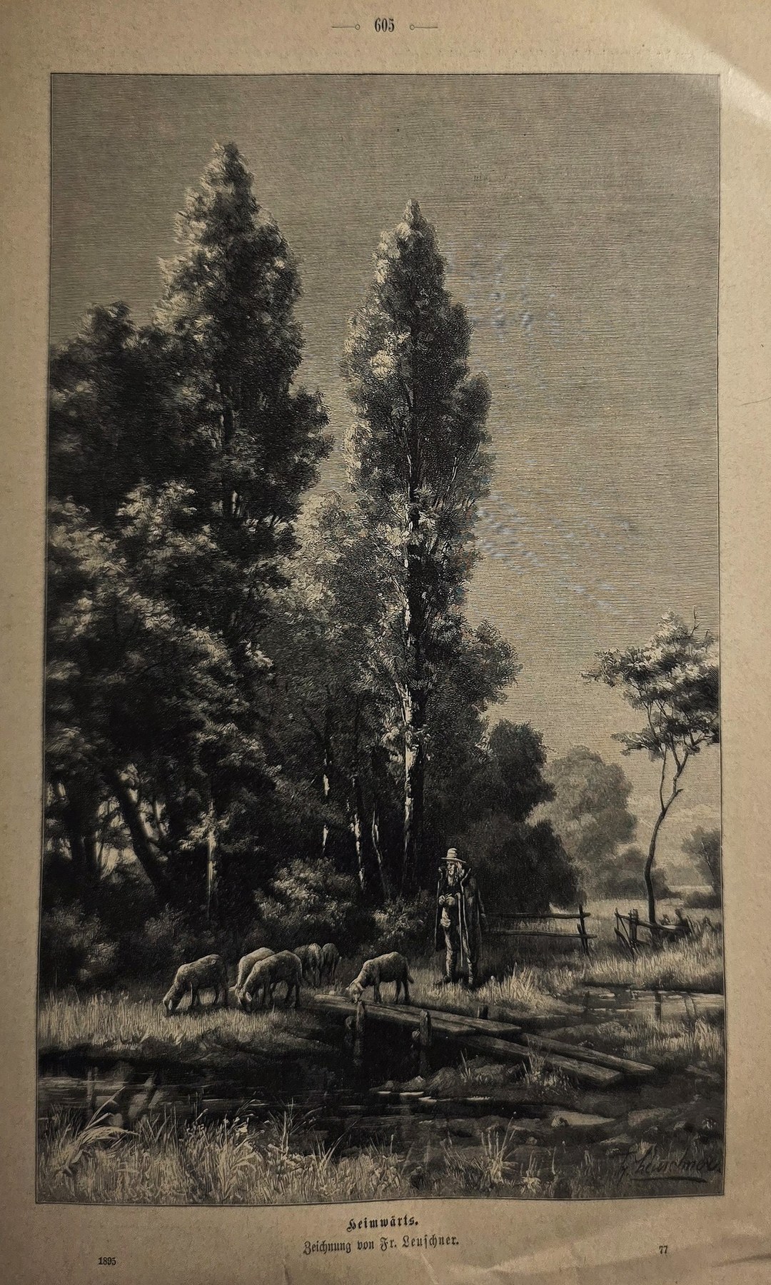 Hohe Baumgruppe an ruhigem Gewässer