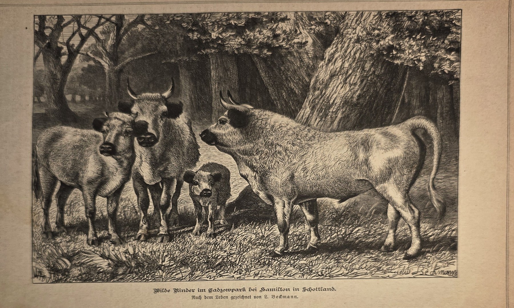 Rindergruppe auf der Weide