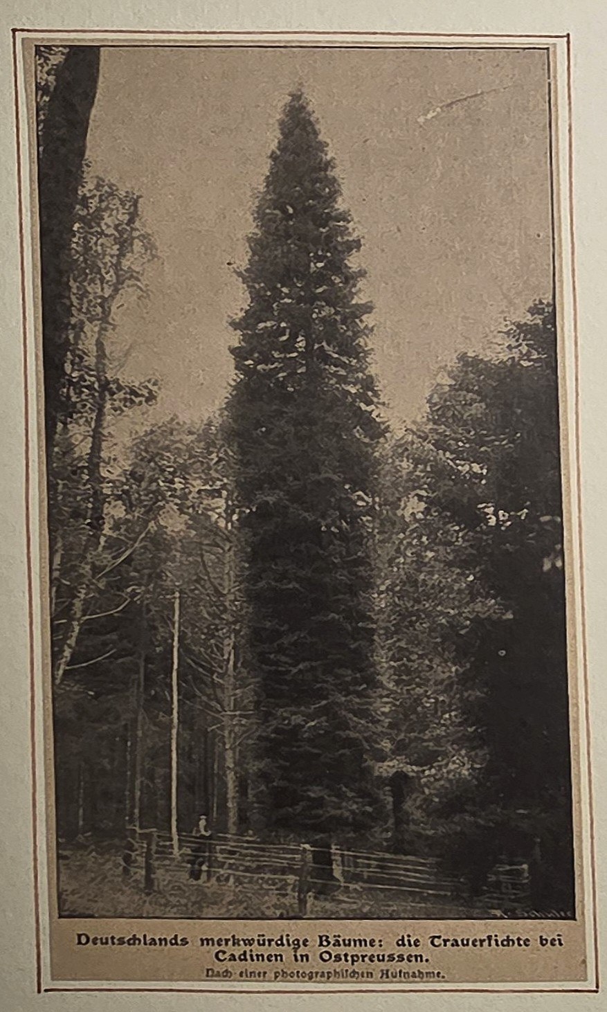 Hohe Nadelbäume in dichtem Wald