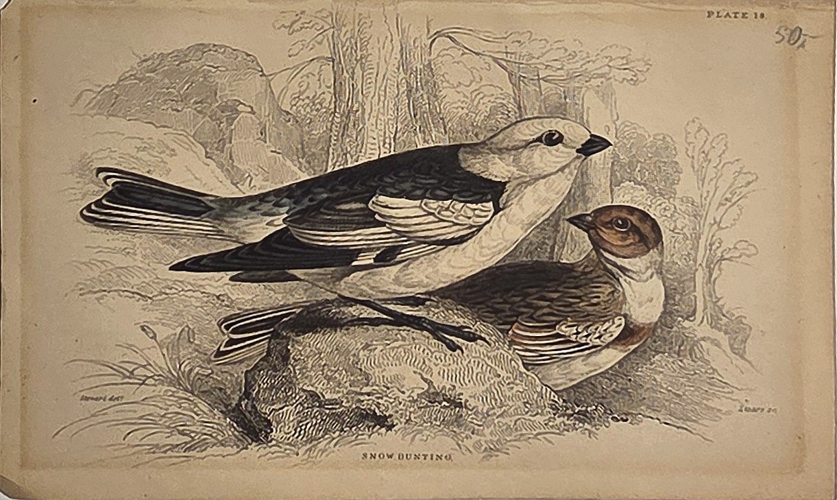 Zwei Singvögel auf Felsen und Zweigen