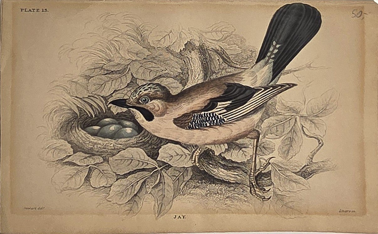 Eichelhäher am Nest mit Eiern