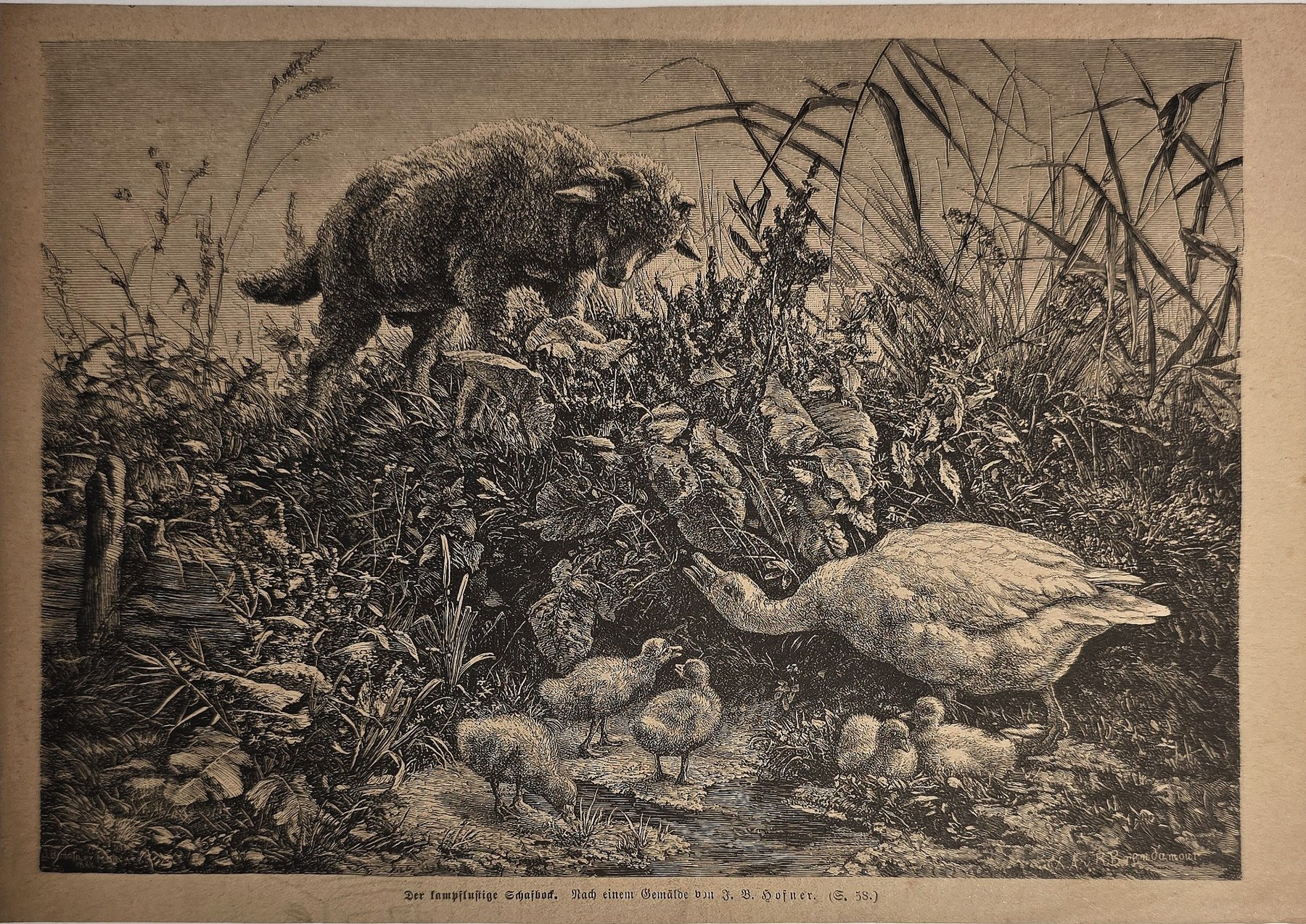 Wildschwein bei Wasservögeln