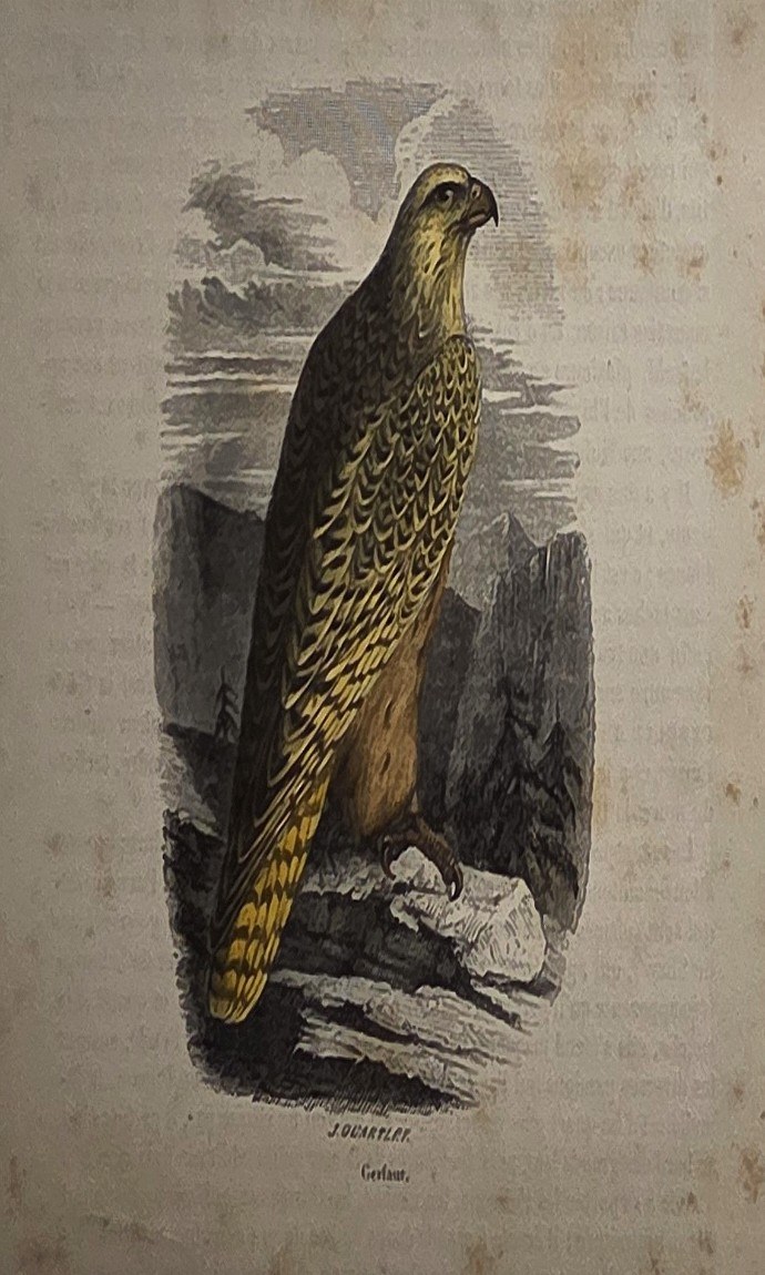 Greifvogel als naturalistische Einzeldarstellung