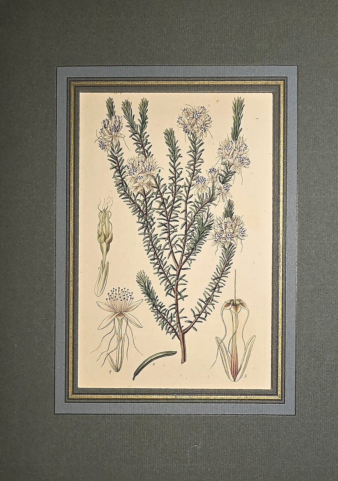 Historische Darstellung – Botanisches Blütenblatt mit Wurzelstudien