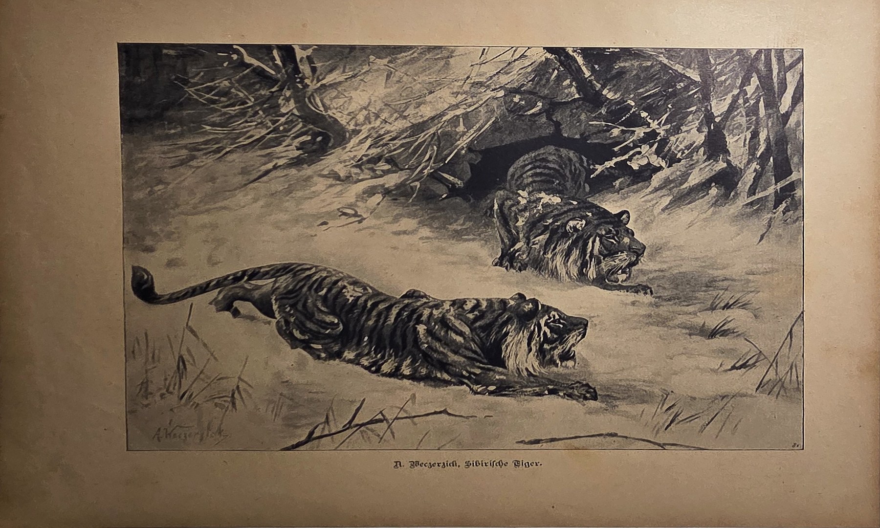 Historische Darstellung – Schleichende Großkatze im hohen Gras